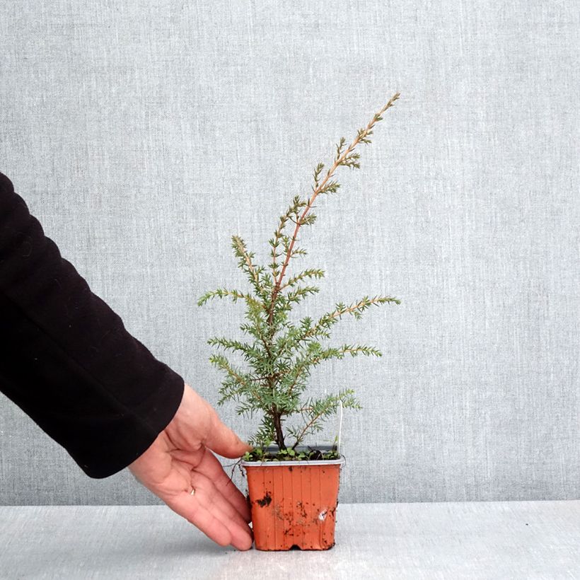 Juniperus communis Suecica 8/9 cm pot sample as delivered in spring