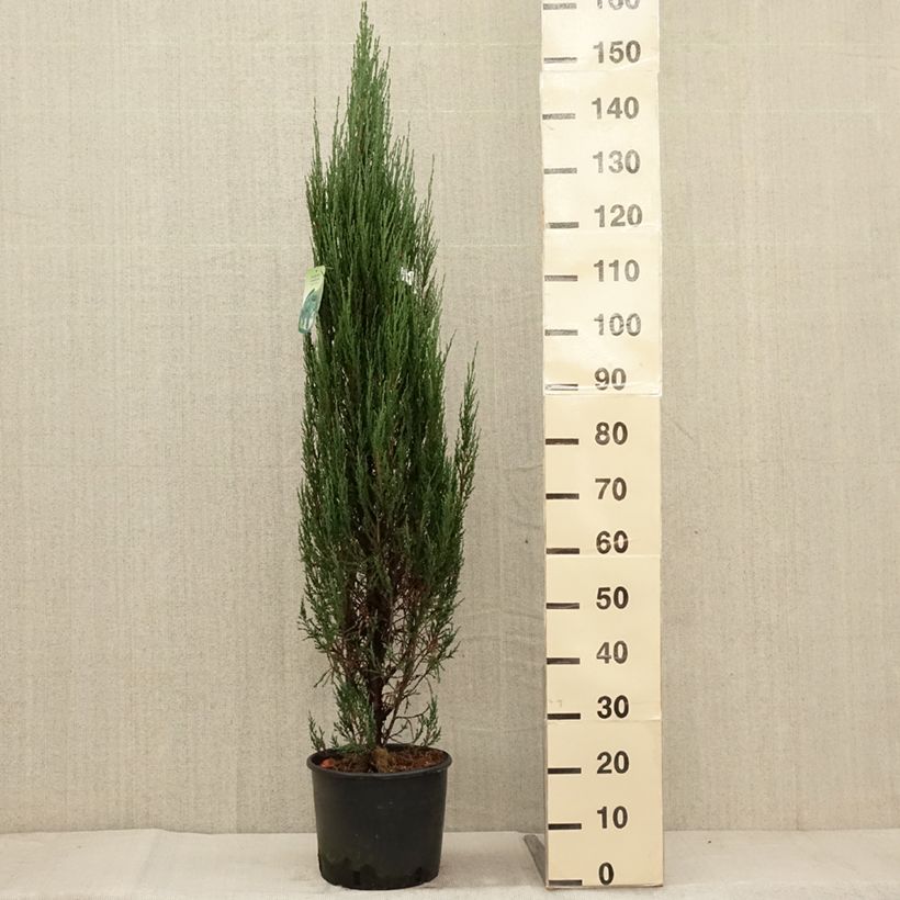 Virginia Juniper - Juniperus scopulorum Blue Arrow 6L/7L pot sample as delivered in autumn