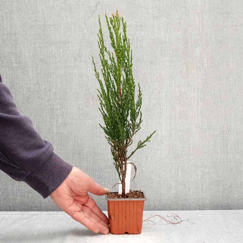 Virginia Juniper - Juniperus scopulorum Blue Arrow 8/9 cm pot sample as delivered in spring