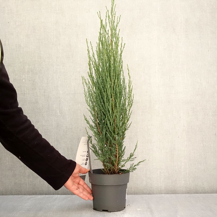 Virginia Juniper - Juniperus scopulorum Blue Arrow 2L/3L pot sample as delivered in autumn
