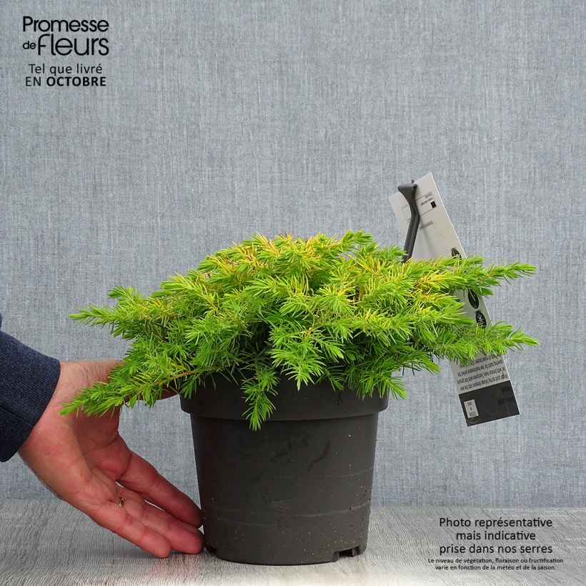 Shore Juniper - Juniperus conferta All Gold 2L/3L pot sample as delivered in autumn