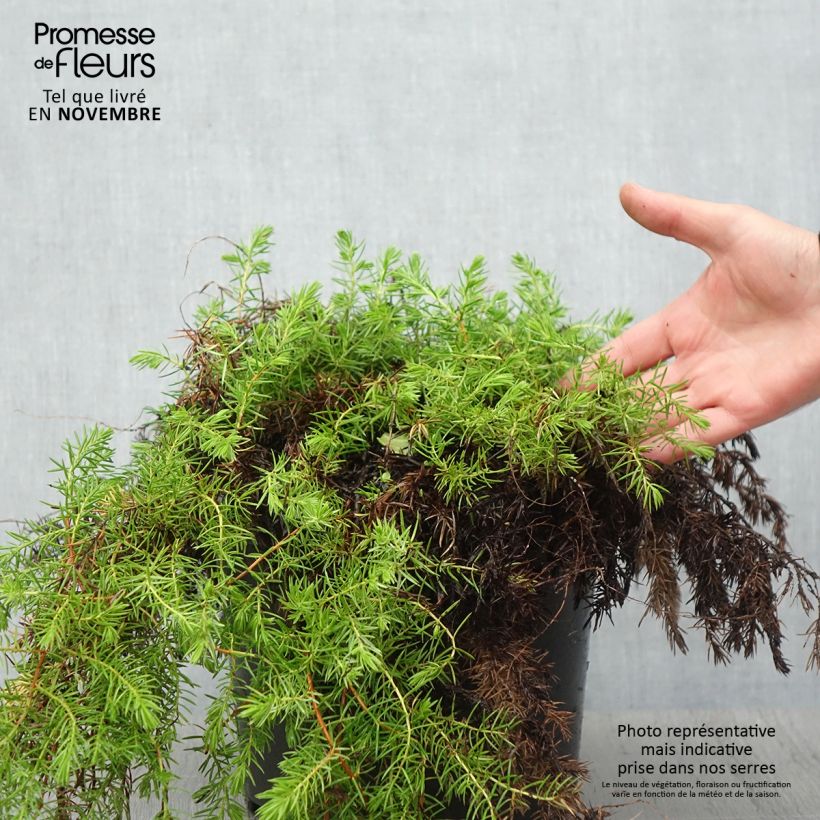 Shore Juniper - Juniperus conferta All Gold 7.5L/10L pot sample as delivered in autumn
