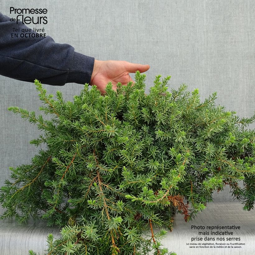 Juniperus rigida subsp. conferta Blue Pacific 7.5L/10L pot sample as delivered in autumn