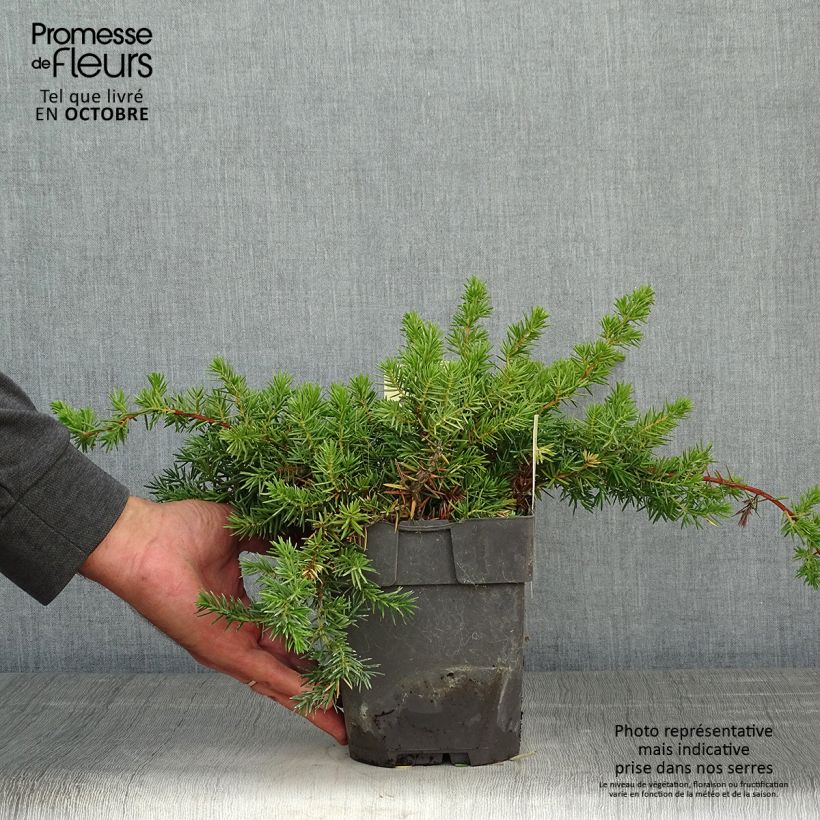 Juniperus rigida subsp. conferta Blue Pacific 2L/3L pot sample as delivered in autumn
