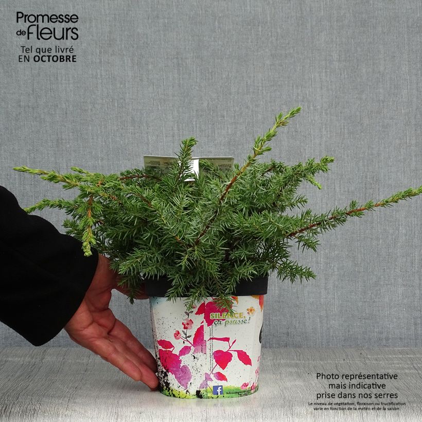Juniperus conferta Schlager 2L/3L pot sample as delivered in autumn