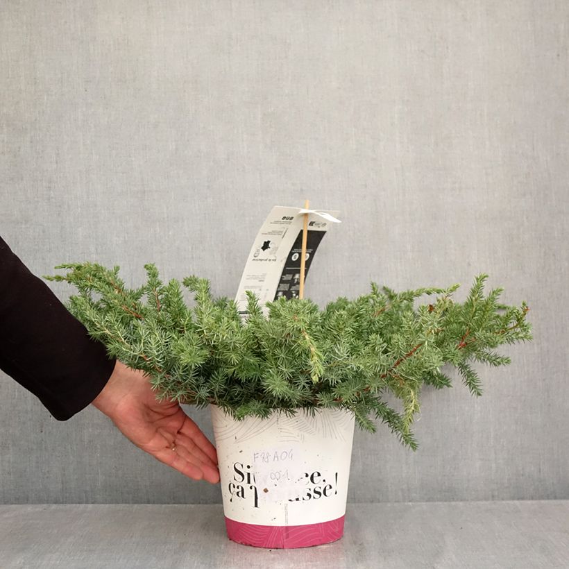 Juniperus conferta Schlager 4L/5L pot sample as delivered in autumn