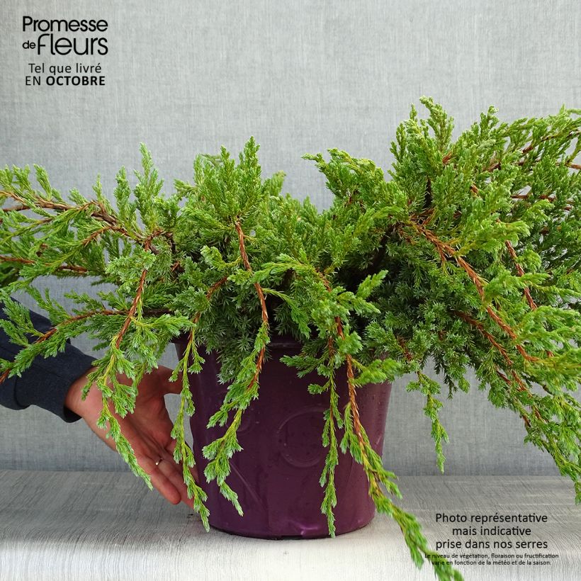 Juniperus squamata Blue Carpet 4L/5L pot sample as delivered in autumn