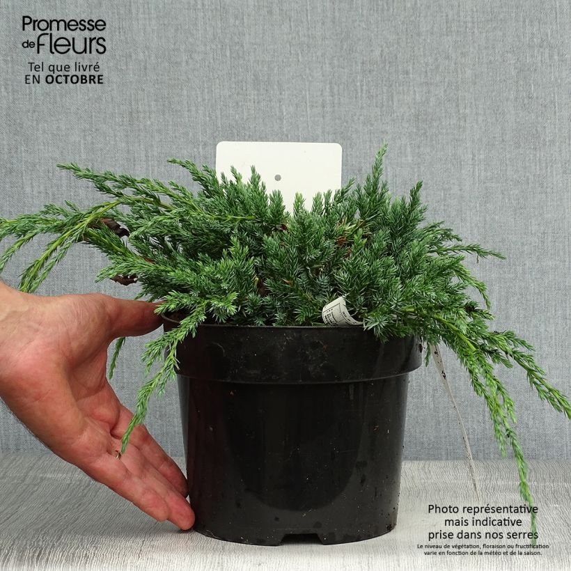 Juniperus squamata Blue Carpet 2L/3L pot sample as delivered in autumn