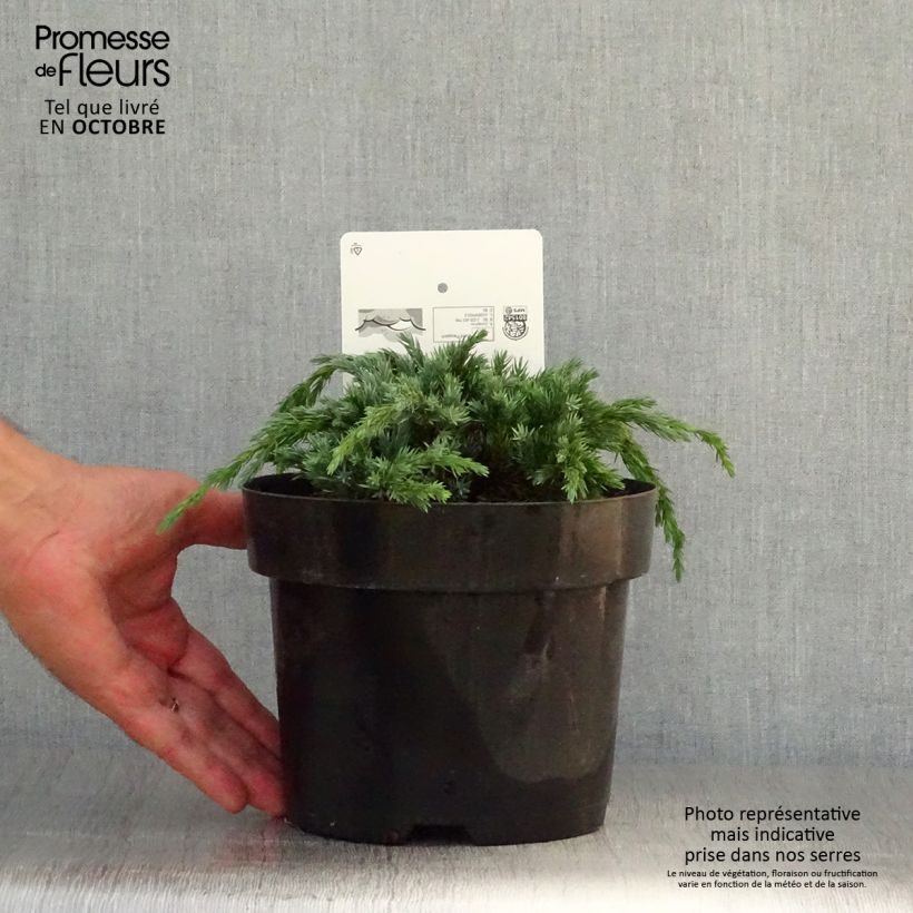 Juniperus squamata Blue Spider 2L/3L pot sample as delivered in autumn