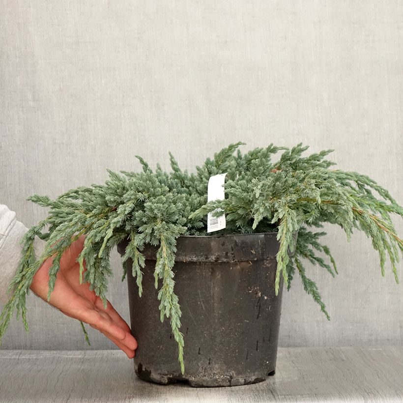 Juniperus squamata Blue Spider 7.5L/10L pot sample as delivered in autumn
