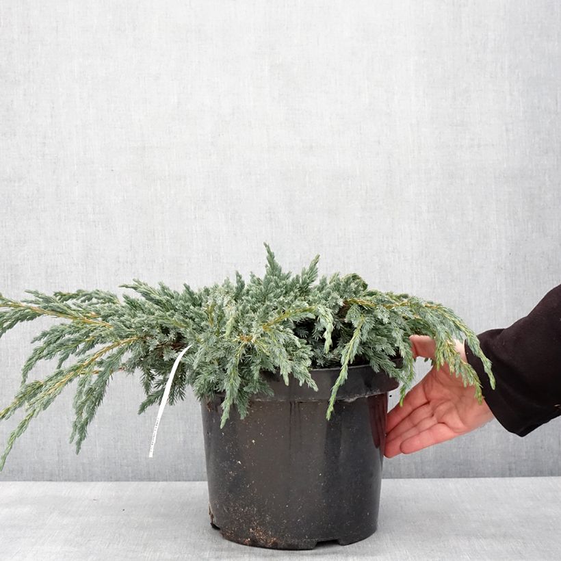 Juniperus squamata Blue Spider 7.5L/10L pot sample as delivered in winter
