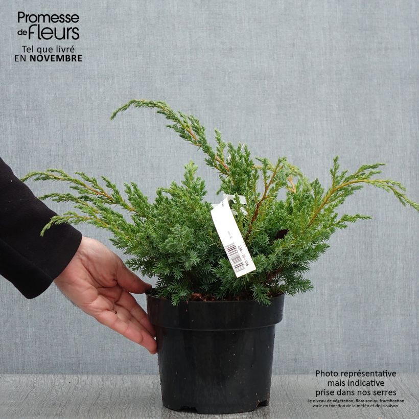 Juniperus squamata Blue Swede 2L/3L pot sample as delivered in autumn