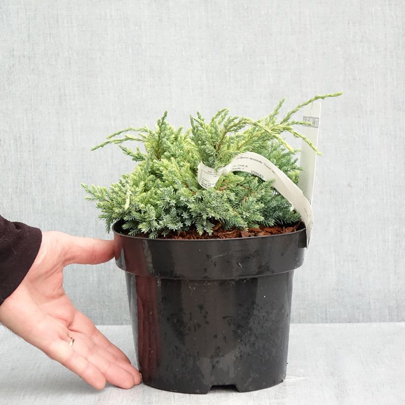 Juniperus squamata Dream Joy 2L/3L pot sample as delivered in autumn