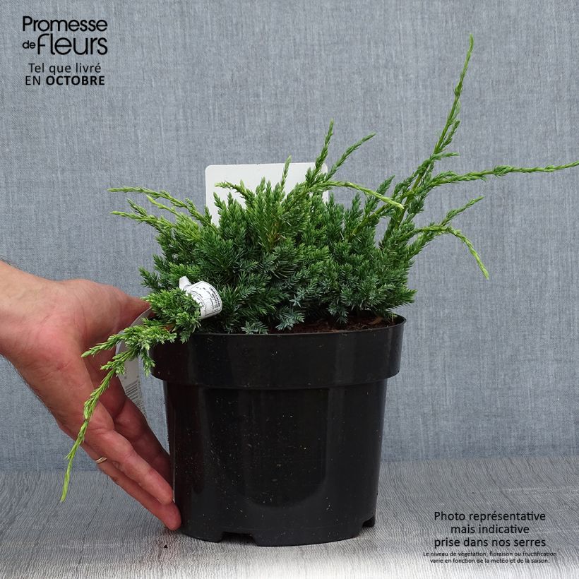 Juniperus squamata Holger 2L/3L pot sample as delivered in autumn