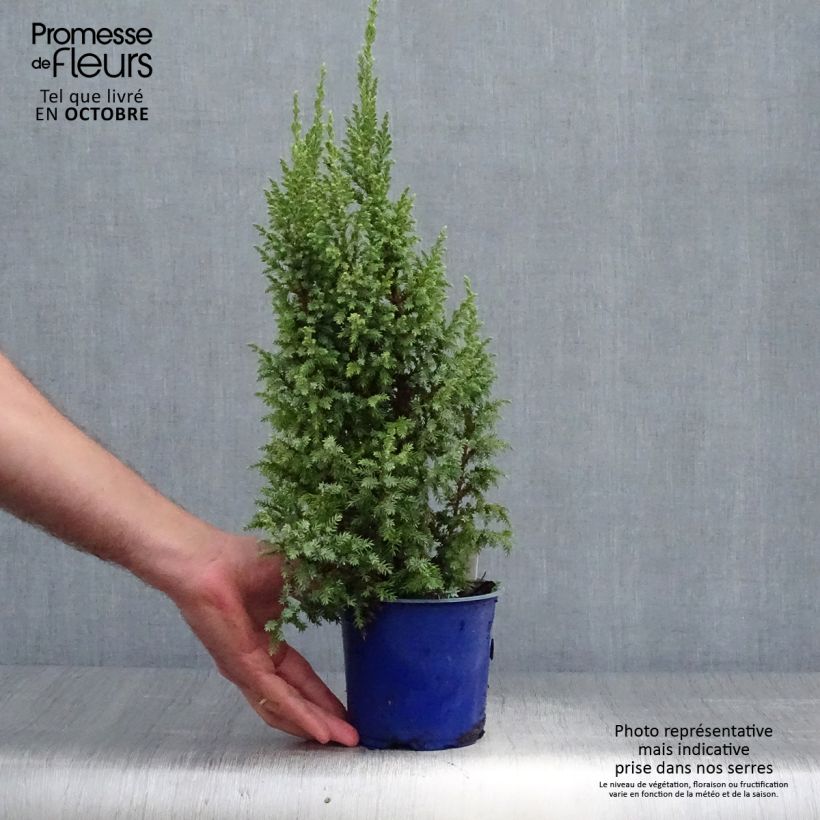 Juniperus squamata Loderi 2L/3L pot sample as delivered in autumn