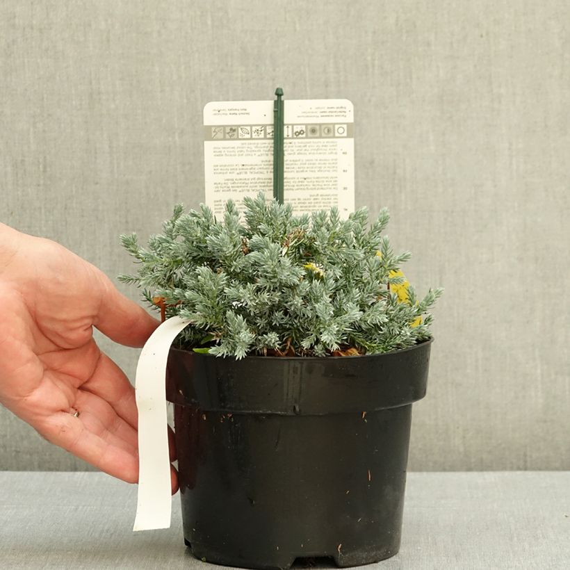 Juniperus squamata Tropical Blue 2L/3L pot sample as delivered in autumn