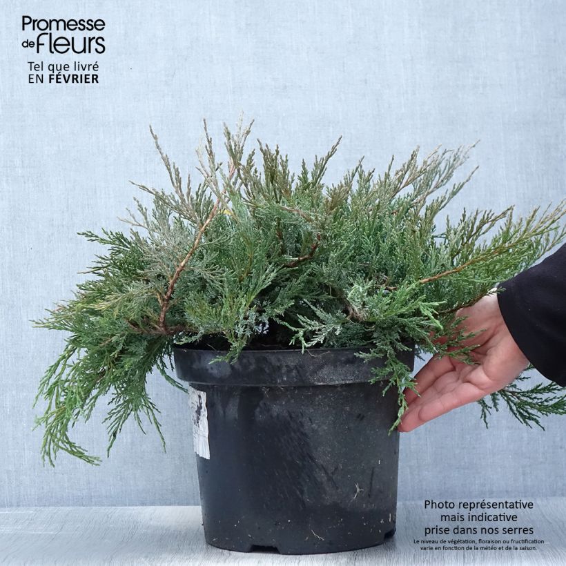 Juniperus horizontalis Agnieszka - Creeping Juniper 7.5L/10L pot sample as delivered in winter