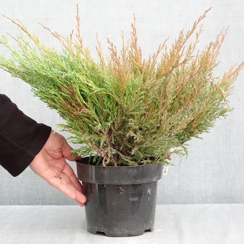 Juniperus horizontalis Andorra Compact 2L/3L pot sample as delivered in autumn