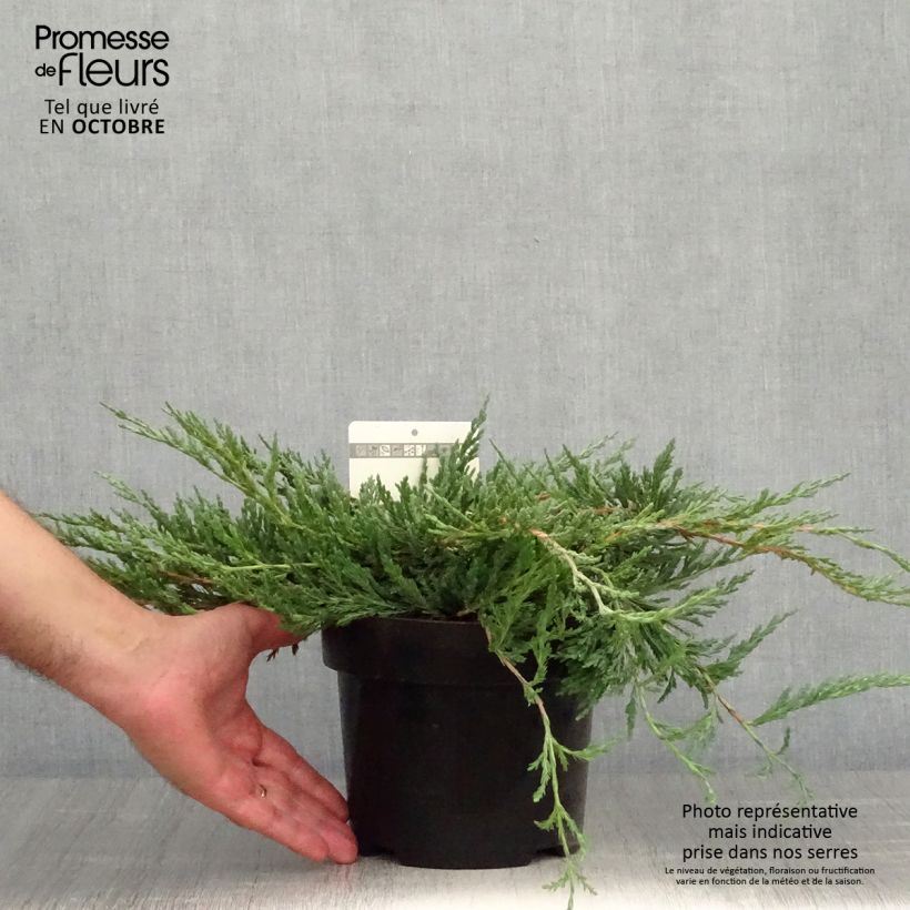 Juniperus horizontalis Jade River 2L/3L pot sample as delivered in autumn