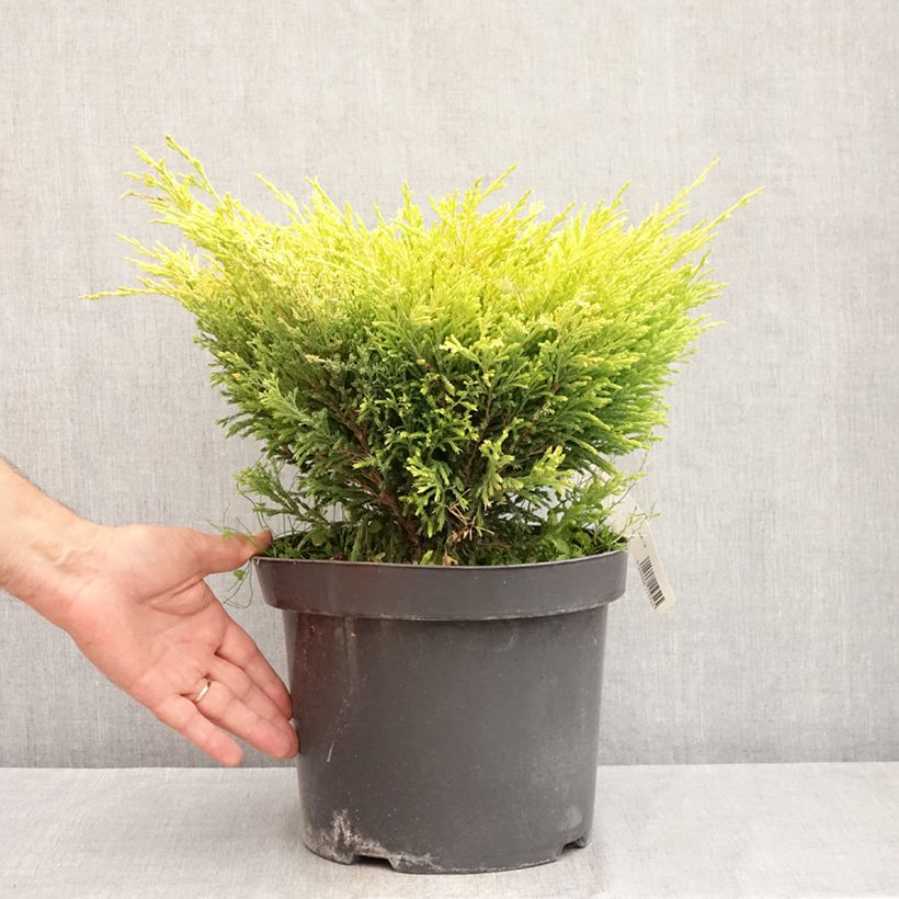 Juniperus horizontalis Limeglow 7.5L/10L pot sample as delivered in summer