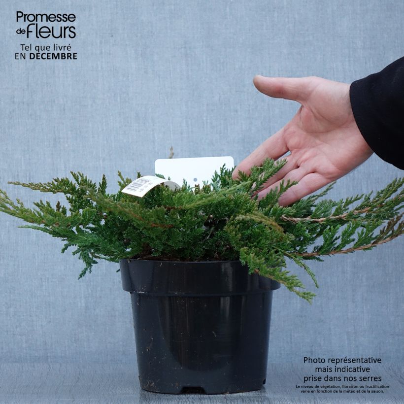 Juniperus horizontalis Prince Of Wales 2L/3L pot sample as delivered in autumn