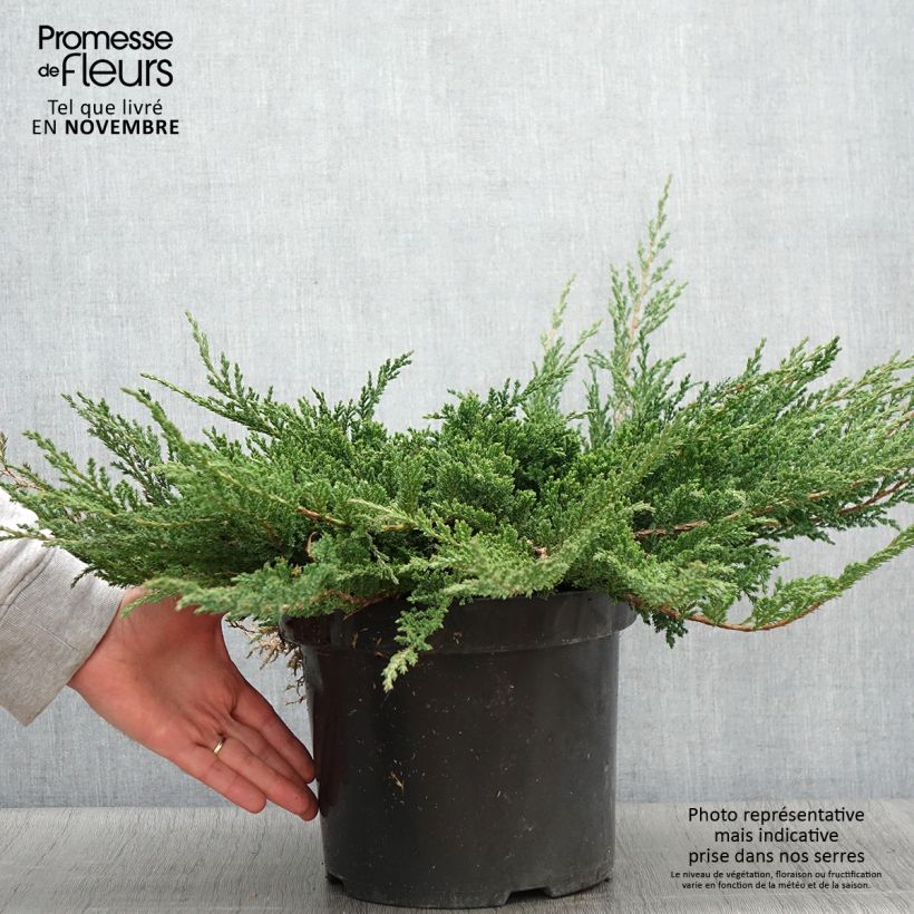 Juniperus horizontalis Prince Of Wales 7.5L/10L pot sample as delivered in autumn
