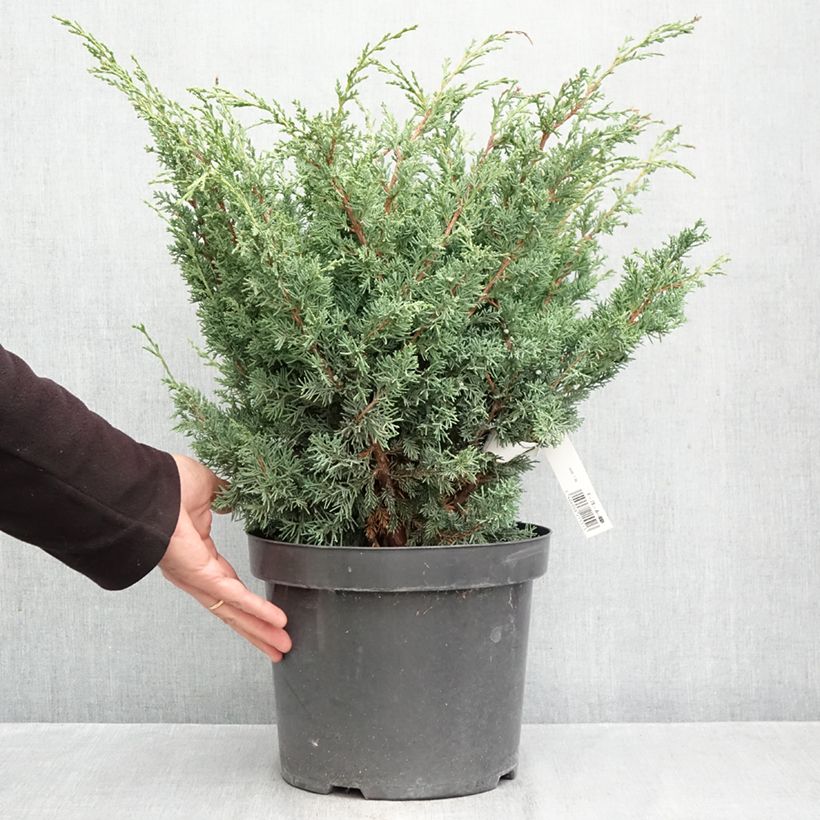 Juniperus Blaauw 7.5L/10L pot sample as delivered in autumn