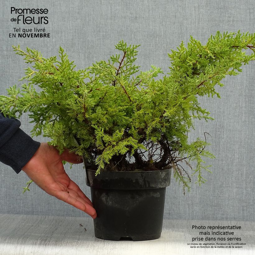Juniperus Goldkissen 2L/3L pot sample as delivered in autumn