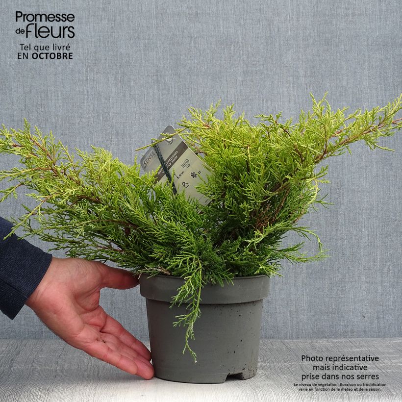 Juniperus x pfitzeriana Old Gold 2L/3L pot sample as delivered in autumn