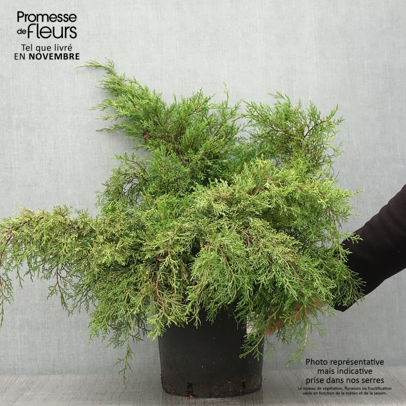 Juniperus  media Mint Julep 7.5L/10L pot sample as delivered in autumn