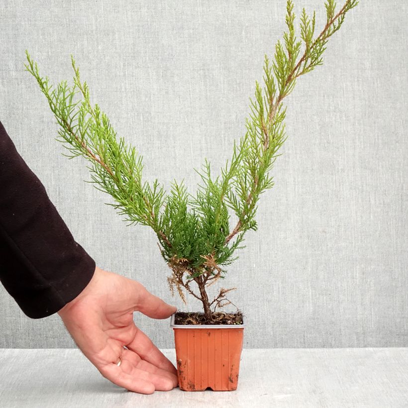 Juniperus  media Mint Julep 8/9 cm pot sample as delivered in autumn