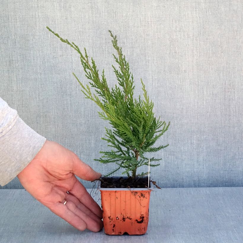 Juniperus  media Mint Julep 8/9 cm pot sample as delivered in spring