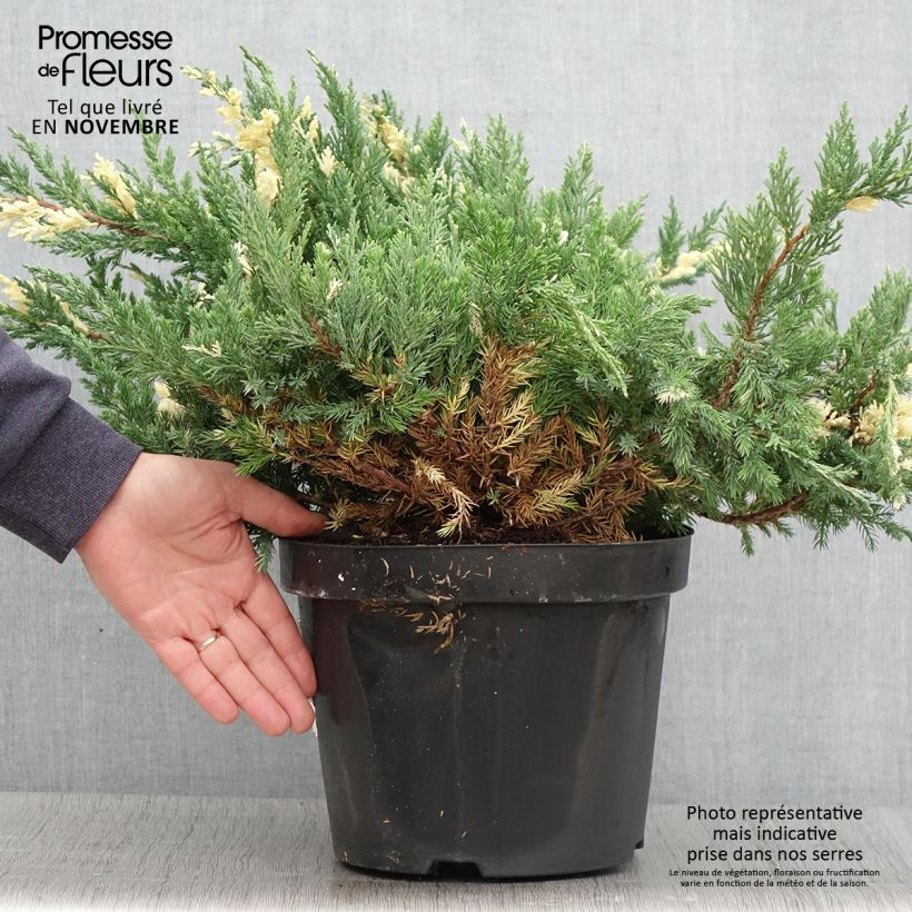 Juniperus chinensis Expansa Variegata 7.5L/10L pot sample as delivered in autumn
