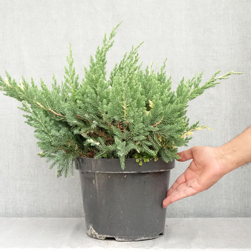Juniperus chinensis Expansa Variegata 7.5L/10L pot sample as delivered in summer