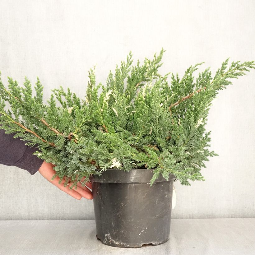 Juniperus chinensis Expansa Variegata 7.5L/10L pot sample as delivered in spring