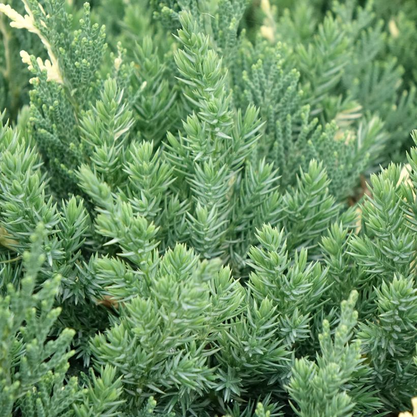 Juniperus chinensis Expansa Variegata (Foliage)