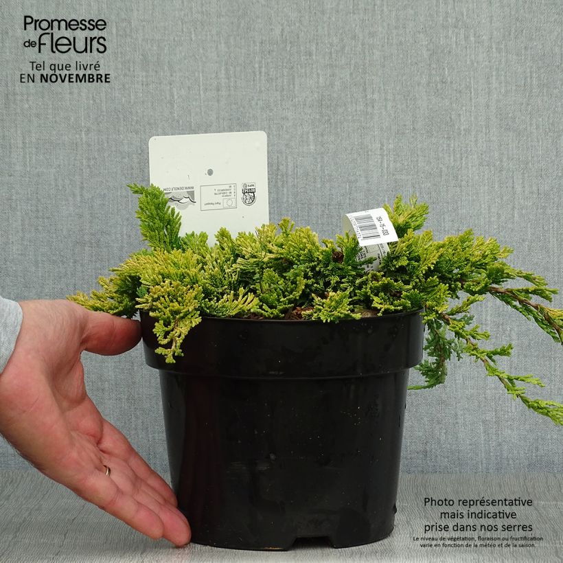 Juniperus horizontalis Golden Carpet 2L/3L pot sample as delivered in autumn