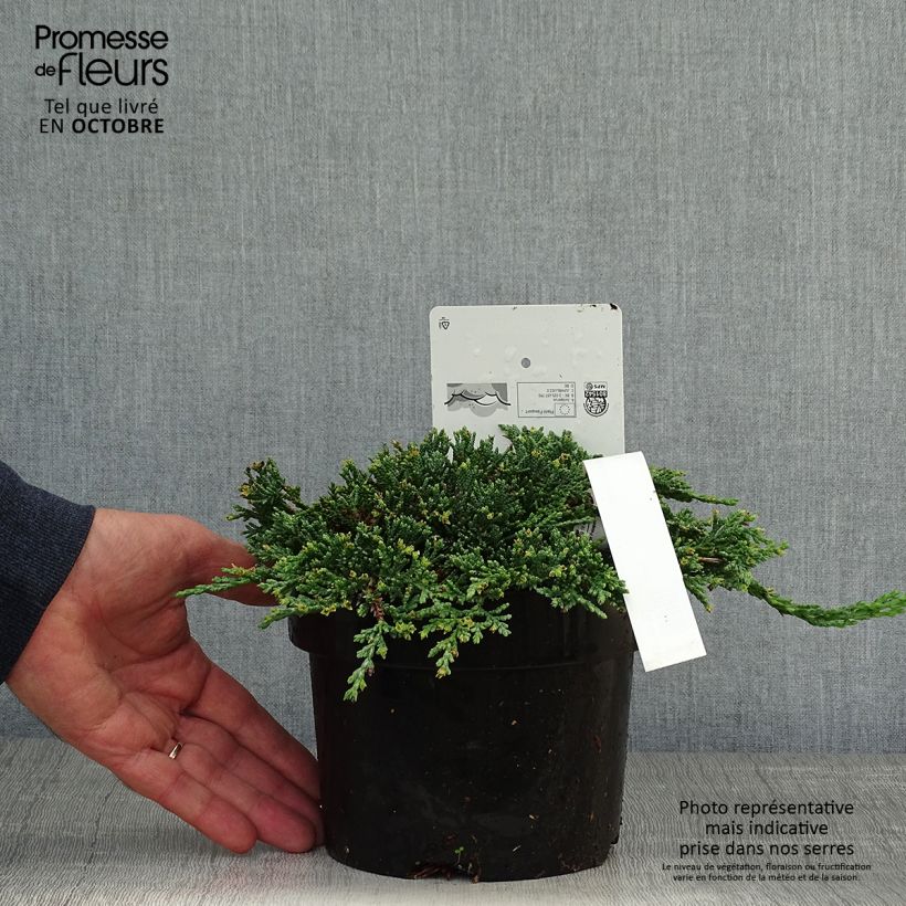 Juniperus horizontalis Icee Blue 2L/3L pot sample as delivered in autumn