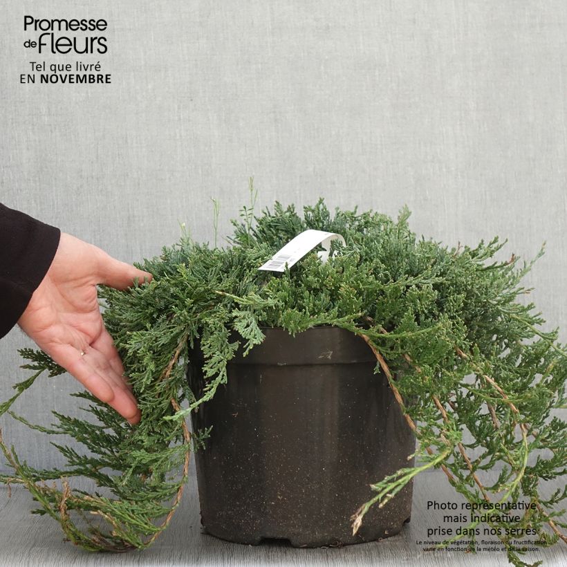 Juniperus horizontalis Wiltonii 7.5L/10L pot sample as delivered in autumn