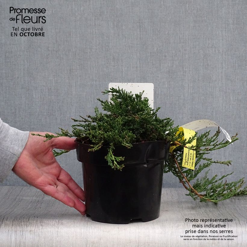 Juniperus horizontalis Wiltonii 3L/4L pot sample as delivered in autumn