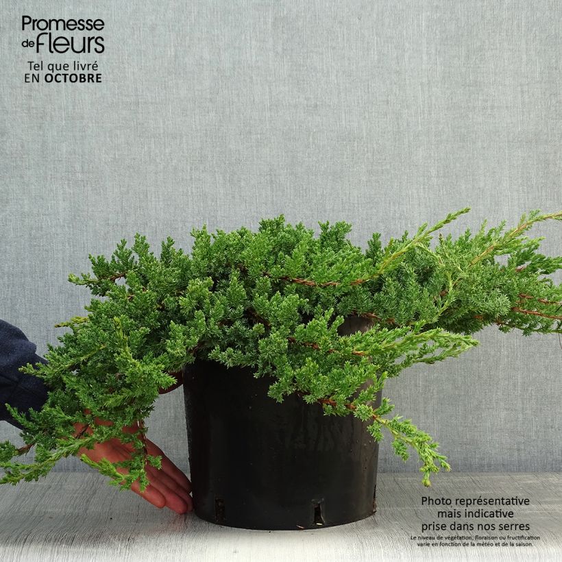 Juniperus procumbens Nana 7.5L/10L pot sample as delivered in autumn