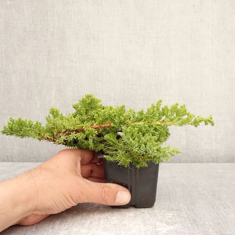 Juniperus procumbens Nana 8/9 cm pot sample as delivered in spring