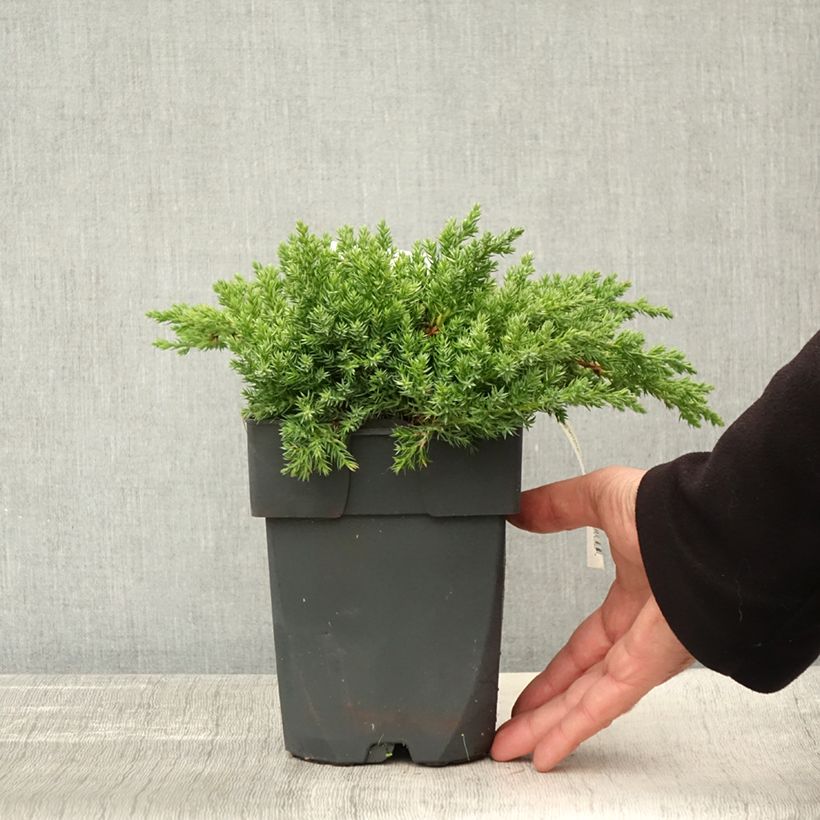 Juniperus procumbens Nana 2L/3L pot sample as delivered in autumn