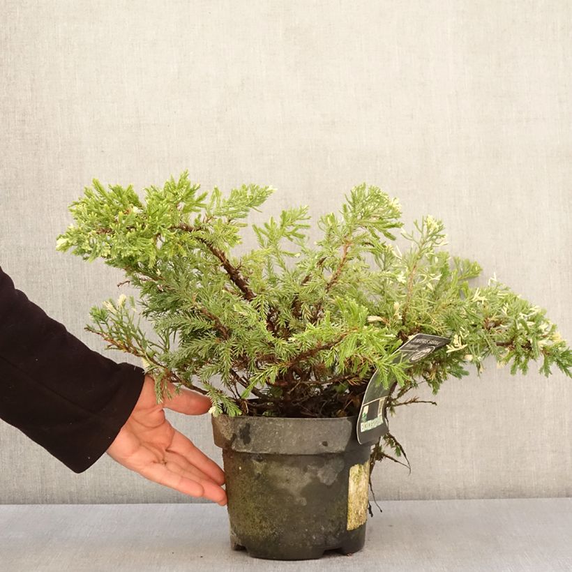 Juniperus sabina Variegata 2L/3L pot sample as delivered in spring