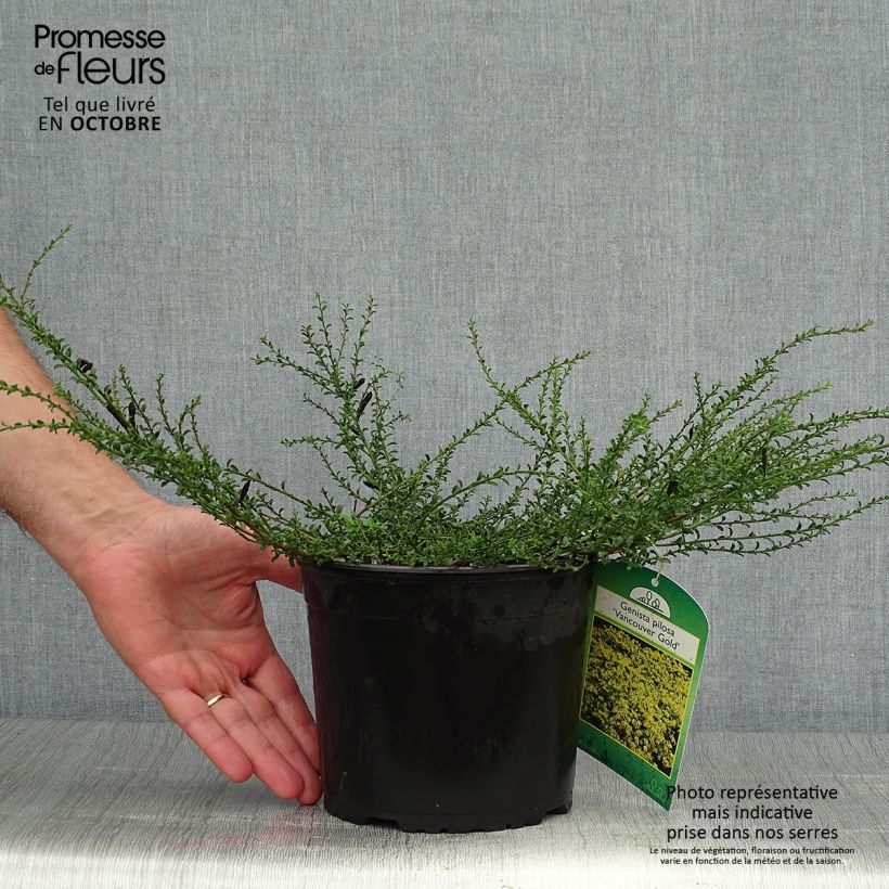Genista pilosa Vancouver Gold 2L/3L pot sample as delivered in autumn