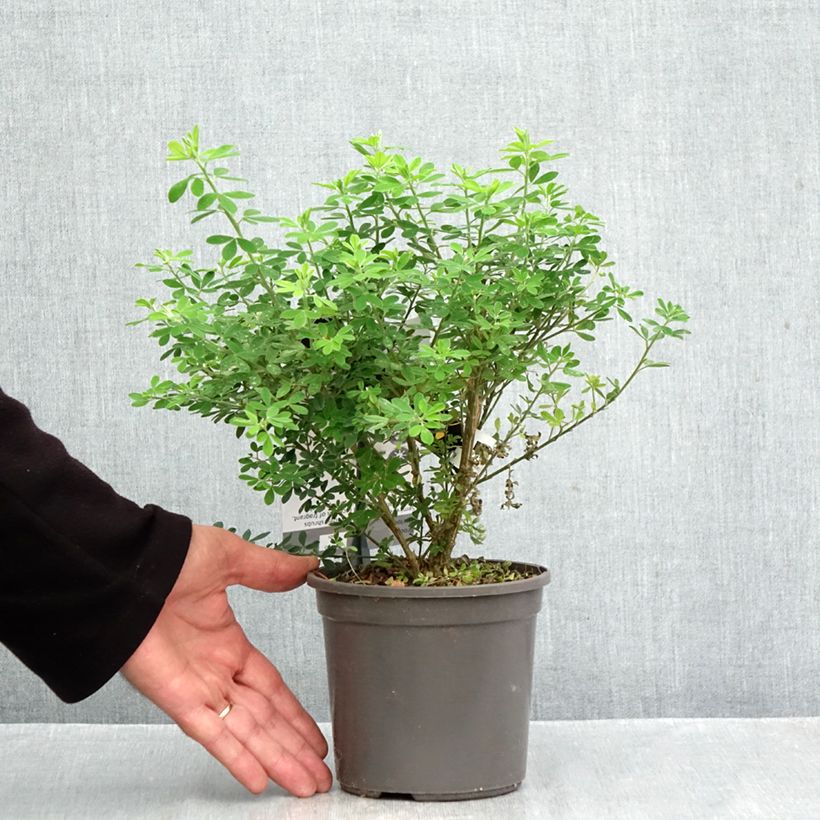 Genista Porlock 2L/3L pot sample as delivered in autumn