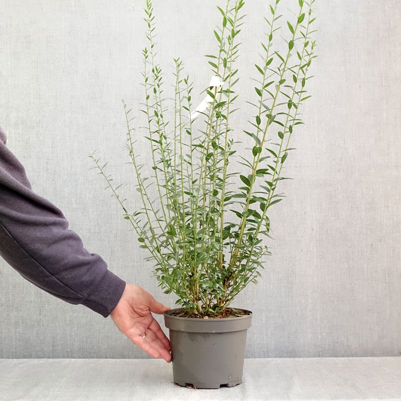 Genista tinctoria - dyer's greenweed 3L/4L pot sample as delivered in autumn