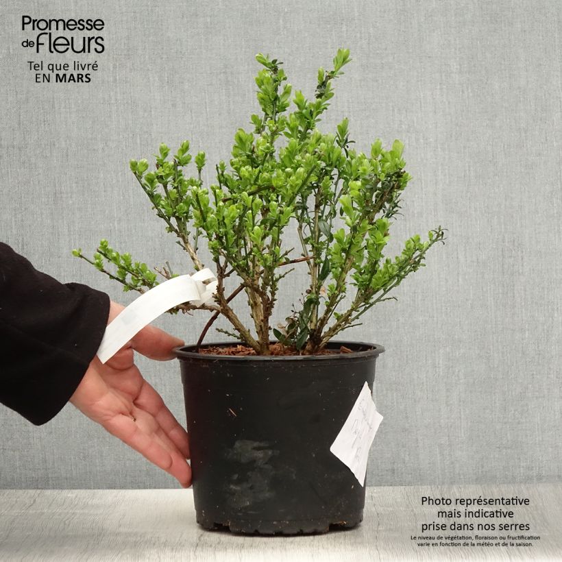 Genista tinctoria - dyer's greenweed 3L/4L pot sample as delivered in spring