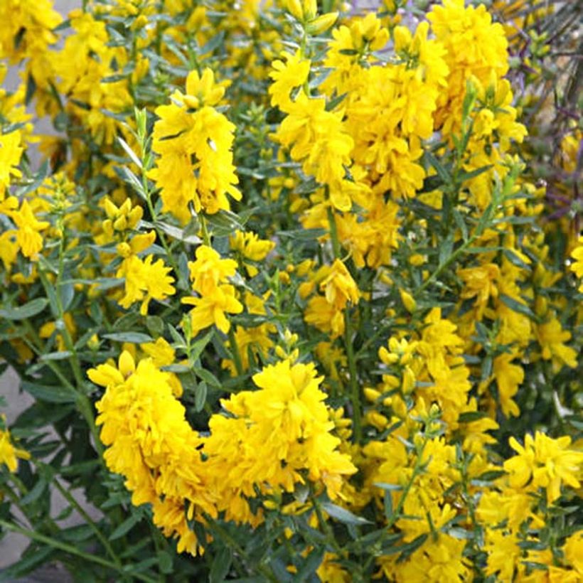 Genista tinctoria Plena (Flore Pleno) - dyer's greenweed (Flowering)