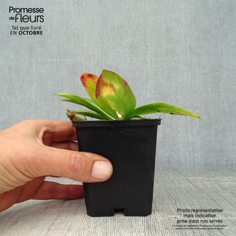 Gentiana lutea 8/9 cm pot sample as delivered in autumn